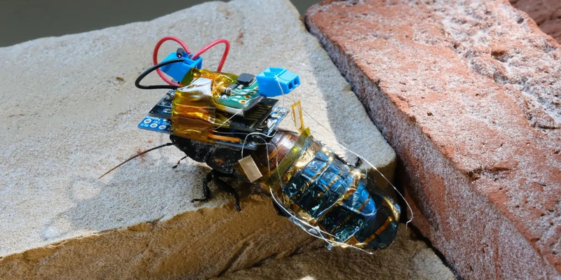 Gli scarafaggi cyborg