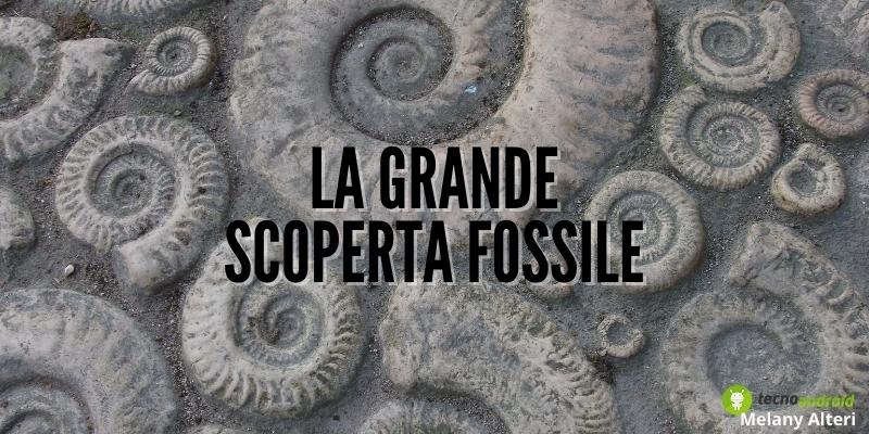 Fossili: scoperto l'anello mancante dell'evoluzione, è un verme corazzato
